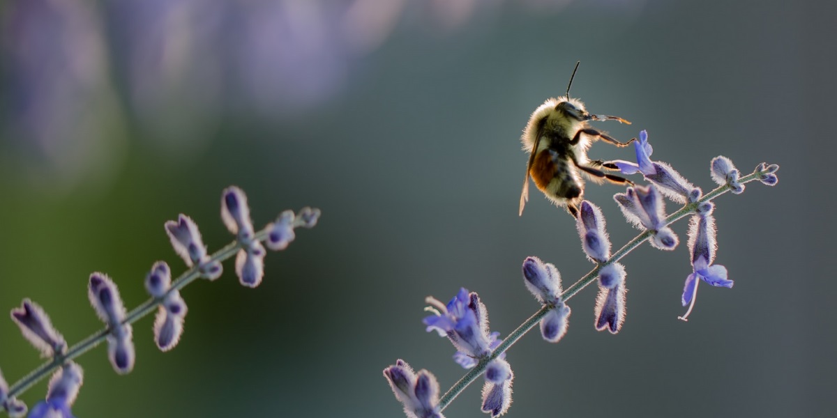 A honey bee on a lavender plant