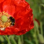 bombus lucorum on poppy